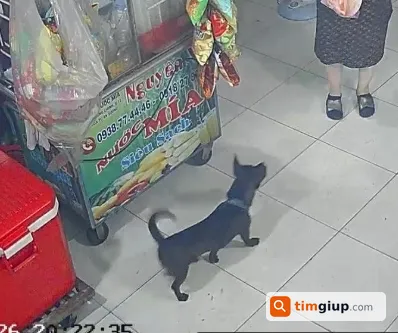 Tìm bé chó cỏ tên Gấu bị lạc tại Quận 12, TP.HCM