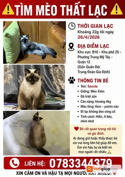 Tìm Mèo Socola Thất Lạc Tại Đường Tô Ký, Quận 12
