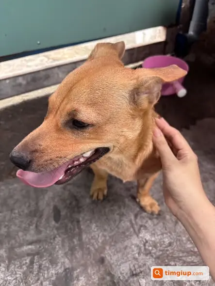 Chó Đực Có Xoáy Lưng Đi Lạc Tại Phường Tăng Nhơn Phú
