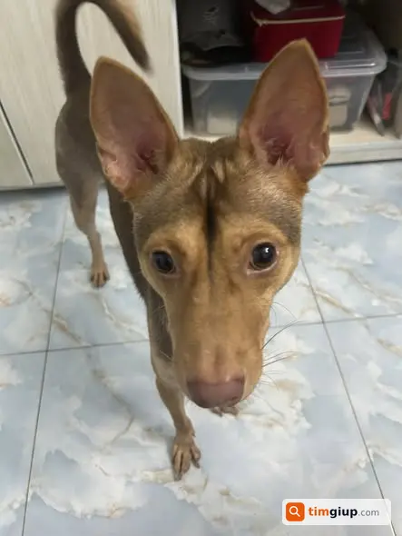 Chó ta nhát người lạc tại Bình Thạnh, TP.HCM khu Nơ Trang Long