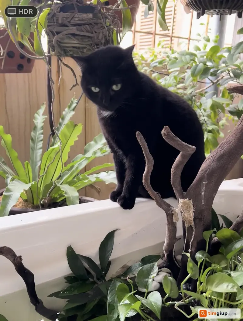 Tìm mèo lai màu đen tên Mun thất lạc tại phố Dương Khuê, Hà Nội