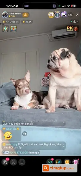 Chó Pug Mập Thất Lạc Tại Tân Thới Hiệp 21, Quận 12