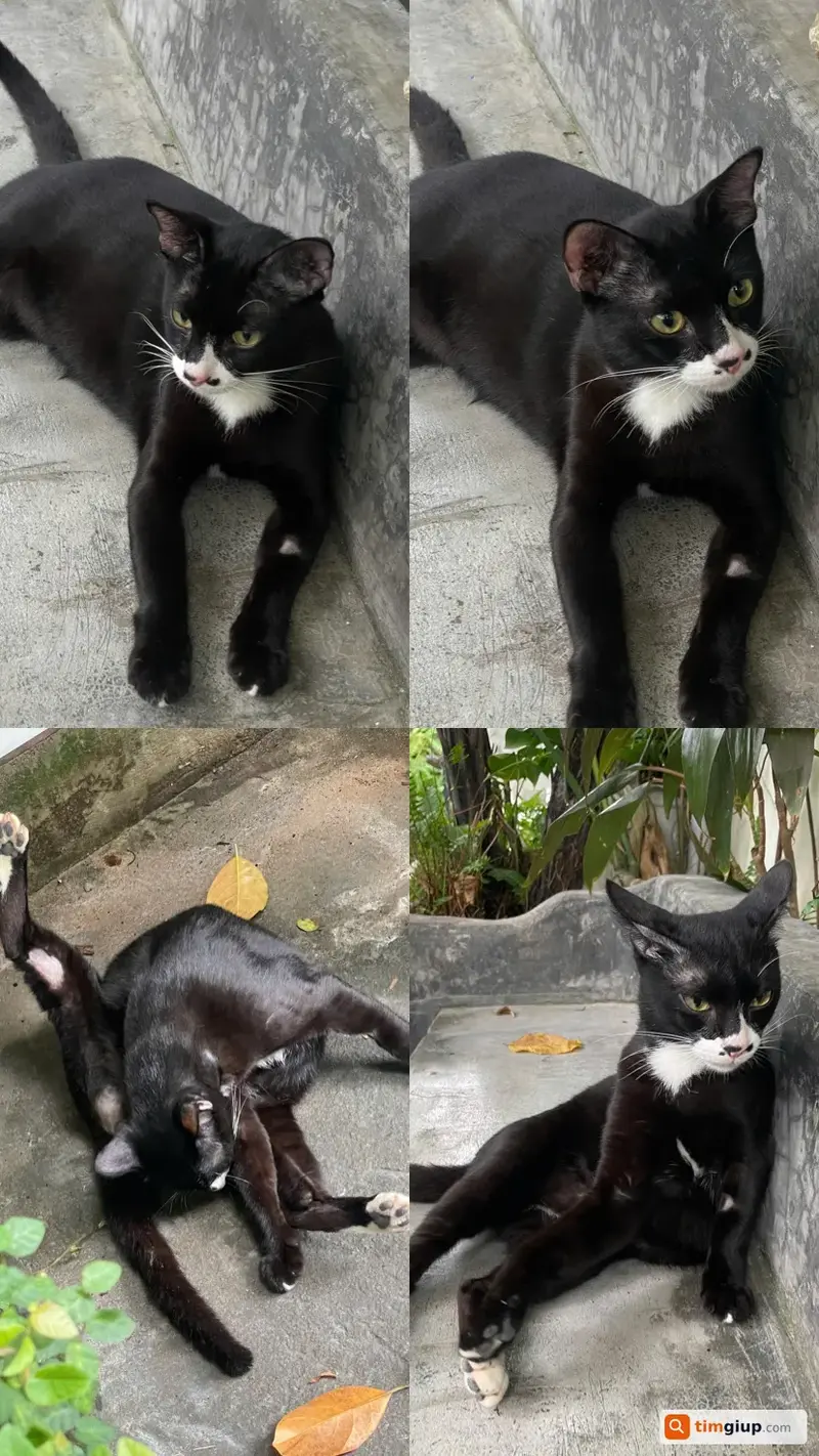 Tìm mèo tuxedo tên Lạc bị lạc tại Long Hải, Vũng Tàu