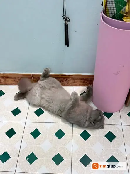 Tìm Mèo Lông Dài Xám Tai Cụp Thất Lạc Tại Văn Quán, Hà Đông