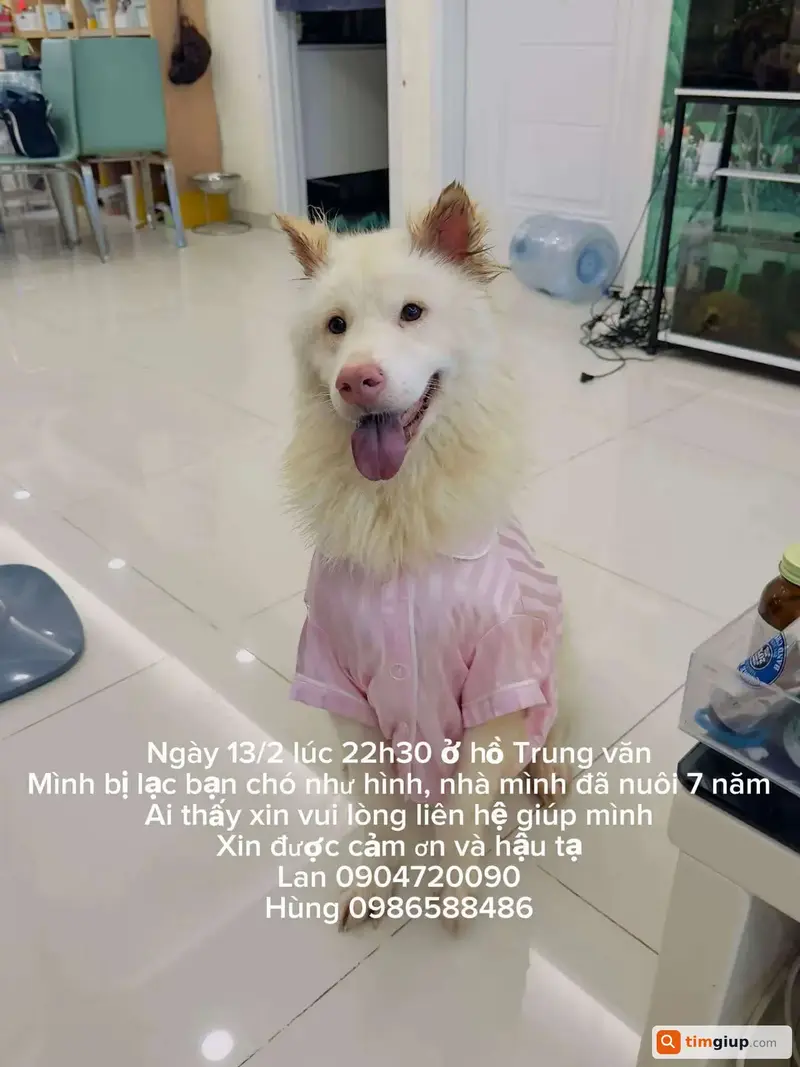 Tìm chú chó Bắc Hà lai tên Đông Đông thất lạc tại Hà Nội