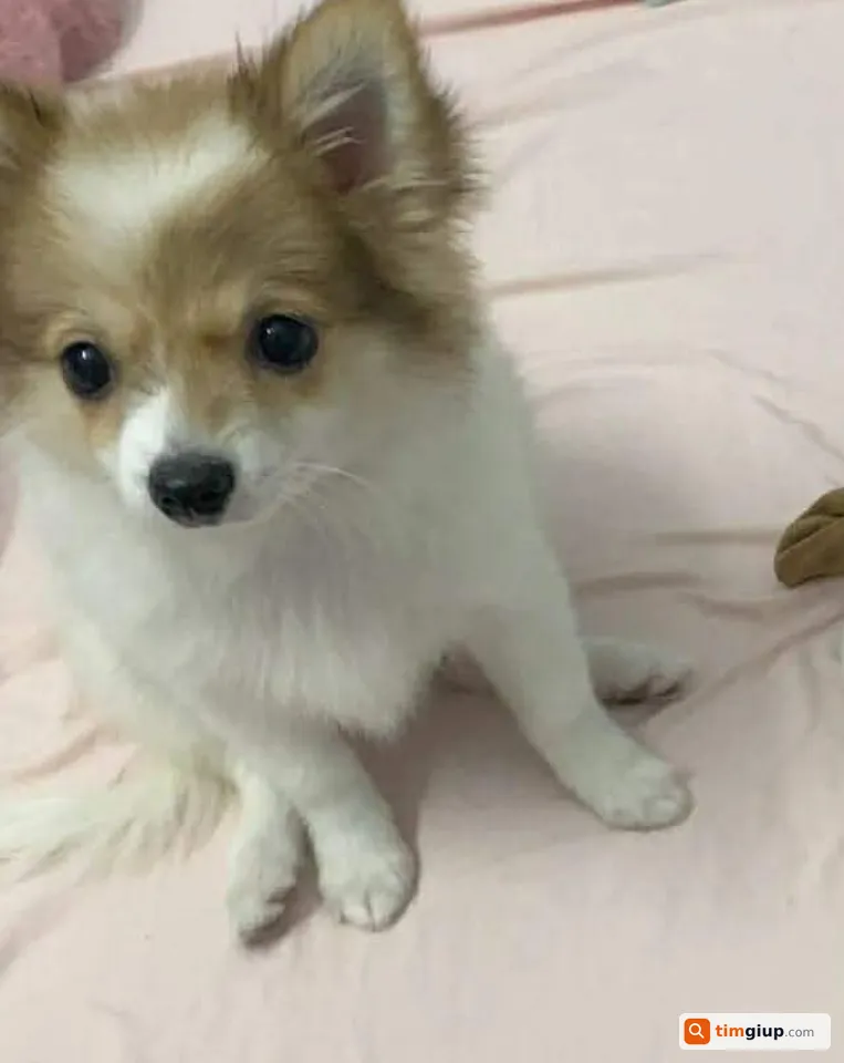 Tìm bé chó tên Táo bị lạc tại khu vực IEC Tứ Hiệp, Hà Nội