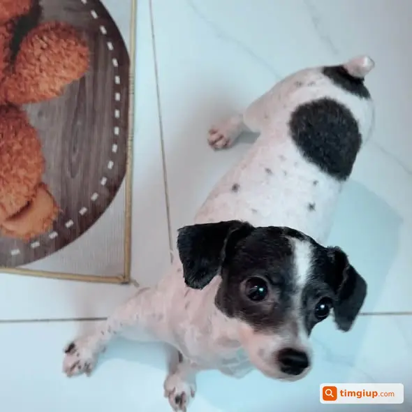 Chó Poodle Bò Sữa Tiny Lạc Tại Phường Hồng Hà, Hà Nội