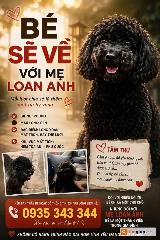 Tìm Chó Thất Lạc Poodle Đen Tại Hẻm Tòa Án, Phú Quốc