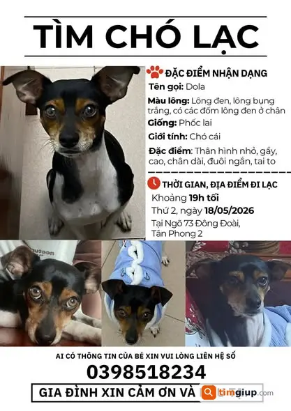 Tìm chó Phốc lai tên Dola lạc tại Cổ Đô, Hà Nội