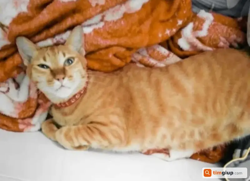 Tìm mèo mướp tên Bông thất lạc tại Quận 12, TP.HCM