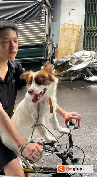 Tìm Chó Gấu Lông Trắng Đầu Nâu Thất Lạc Tại Dĩ An, Bình Dương
