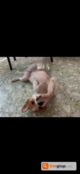 Tìm chó Min lông trắng lạc tại Lê Văn Lương, Quận 7