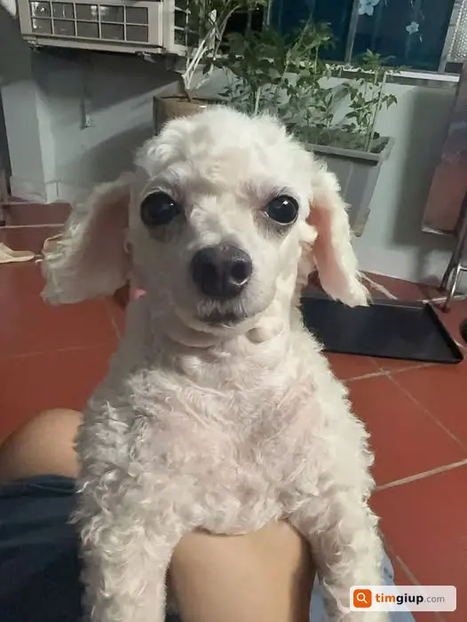 Tìm Chó Poodle Tiny Trắng Thất Lạc Tại Savico Long Biên