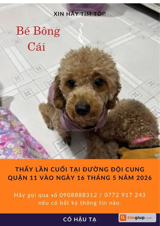 Tìm chó thất lạc tại Quận 11, TP.HCM khu Đội Cung chiều 16/05/2026