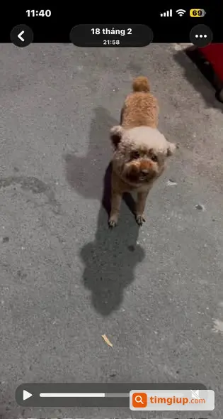 Tìm Chó Poodle Nâu Tên Dolla Thất Lạc Tại Phú Thuận, Q7