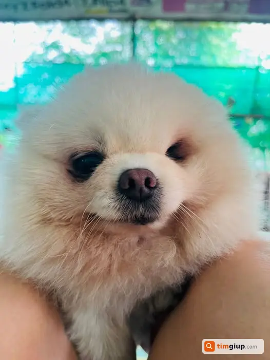 Tìm Chó Thất Lạc Rời Nhà Từ Đêm Qua, Vui Lòng Giúp Tìm