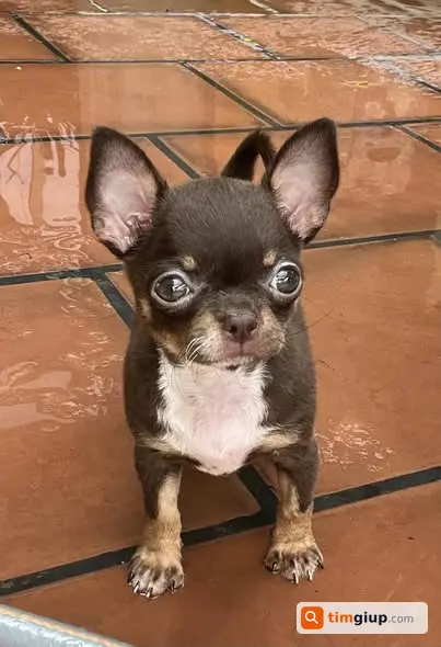 Tìm chó Chihuahua 3 tháng tuổi bị thả tại Trần Xuân Soạn, Hà Nội