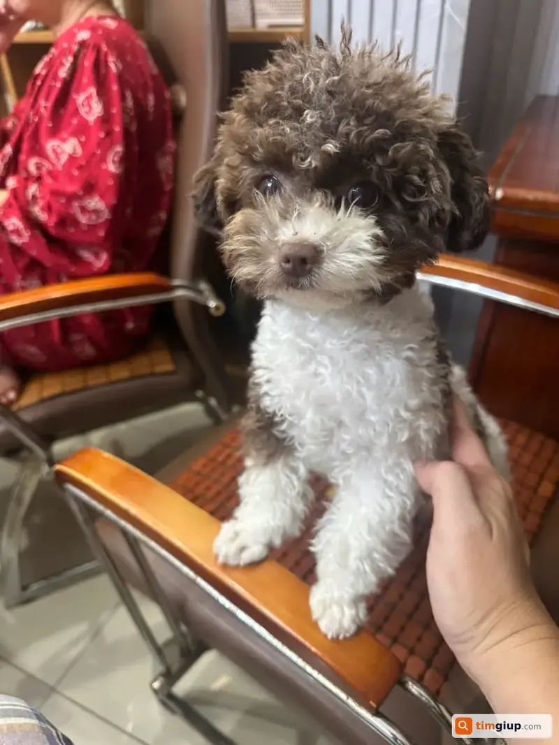 Tìm chó Poodle tên Coca bị lạc tại Quận 1, TP.HCM