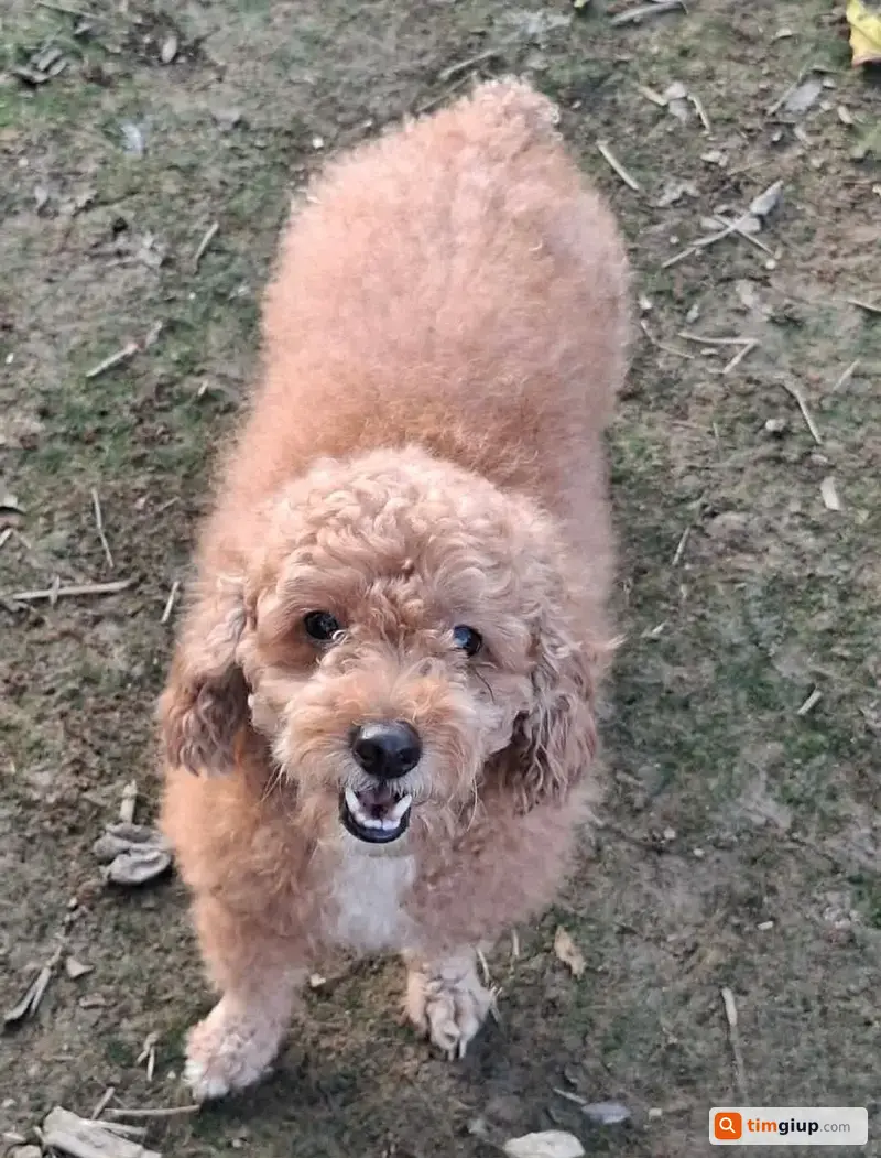 Tìm Chó Poodle Tên Lu Thất Lạc Tại Cát Lái Gần Cầu Mỹ Thủy