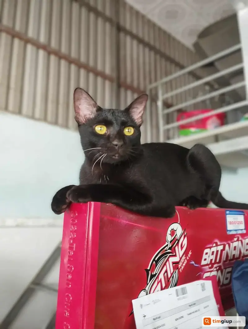 Tìm mèo lạc tên Đen tại TP. Hồ Chí Minh