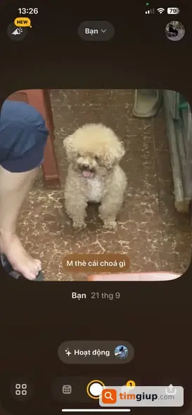 Tìm chó có vệt trắng ở bụng lạc tại Mai Dịch - Hồ Tùng Mậu
