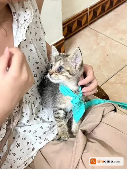 Tìm Mèo Mướp Xám 2 Tháng Tuổi Thất Lạc Tại Kim Mã