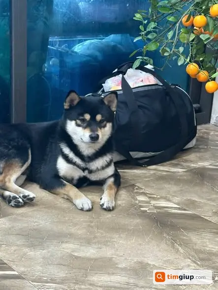 Tìm chó Shiba đực lạc tại đường Láng – Láng Hạ, Hà Nội