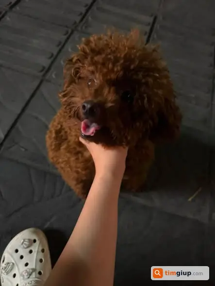 Nhặt Được Chó Poodle Màu Nâu Trên Phố Trần Hưng Đạo, Hà Nội