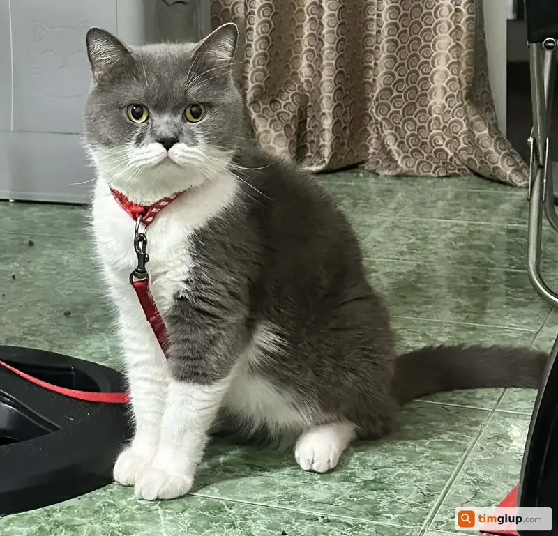 Tìm mèo đực tên Tỏi thất lạc tại Bình Thạnh, TP. Hồ Chí Minh