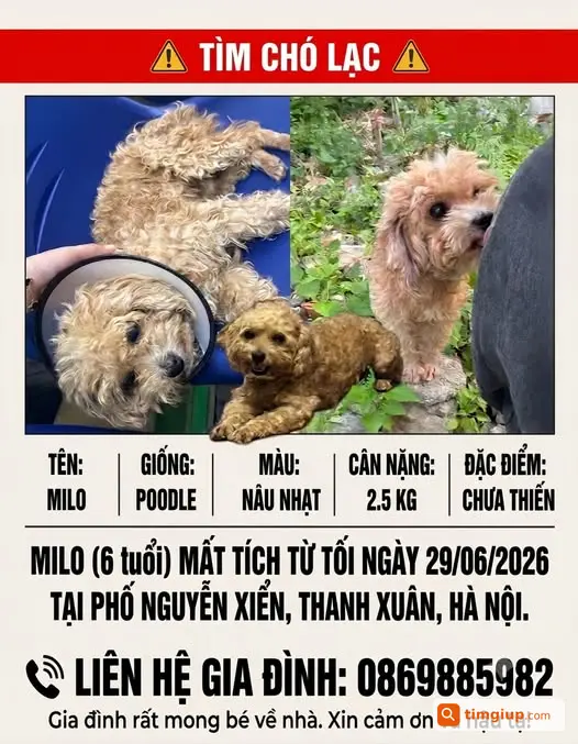 Chó Milo Nâu Nhạt Thất Lạc Tại Nguyễn Xiển, Thanh Xuân