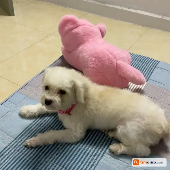 Tìm chó Poodle Tiny trắng vàng lạc tại Quan Nhân, Giáp Nhất