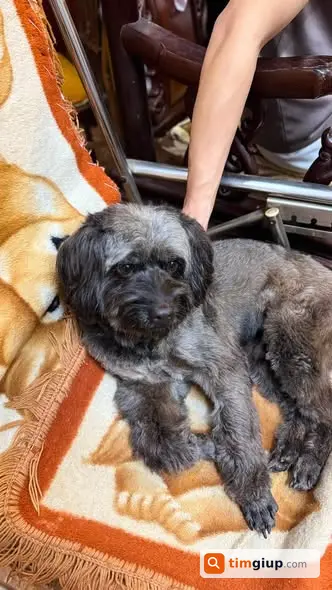 Tìm Chó Poodle Lai Lucky Thất Lạc Tại Bạch Mai, Hà Nội