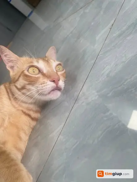 Tìm mèo bị thương ở bụng lạc gần quảng trường Ngô Quyền
