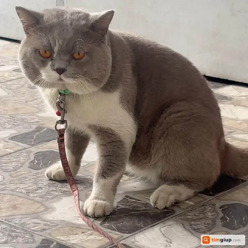 Tìm mèo Anh lông ngắn tên Heo bị lạc tại TP. Hồ Chí Minh