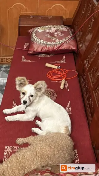 Tìm chó Bông lạc tại khu đô thị Văn Quán Hà Nội