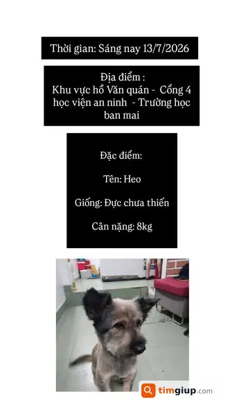 Tìm Chó Thất Lạc Khu Vực Hồ Văn Quán, Hà Nội