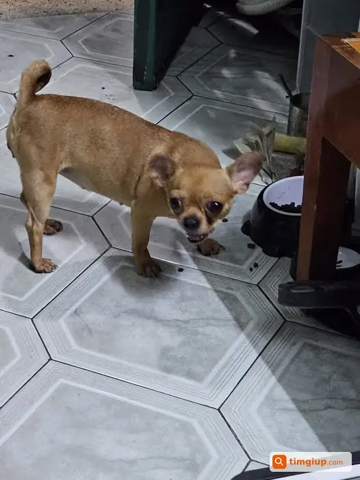 Chó 3 Tuổi Thất Lạc Khu Vực Trương Công Định - Âu Cơ