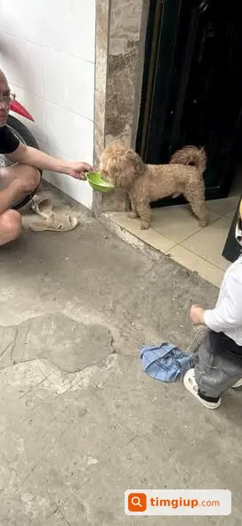 Tìm Chó Poodle Nâu Nhạt Tên Xoài Lạc Tại Tứ Liên, Tây Hồ