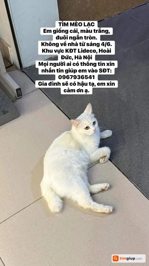 Tìm mèo thất lạc theo hình khu vực không rõ cần giúp đỡ