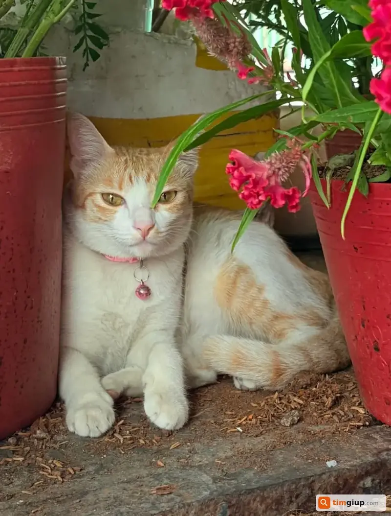 Tìm bé mèo cái tên Lạc thất lạc tại Quận Tân Phú, TP.HCM