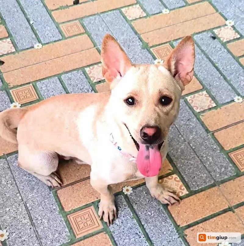 Tìm chó cỏ tên Tắc thất lạc tại Quận 12, TP. Hồ Chí Minh