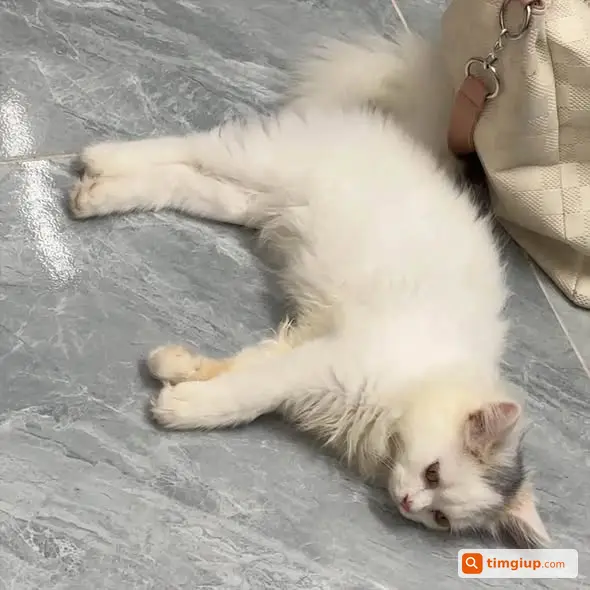 Mèo Có Nhúm Lông Đen Trên Đầu Thất Lạc Tại An Khánh