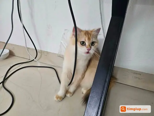 Mèo Cái 17 Tháng Tuổi Thất Lạc Khu Vực Kim Giang, Hà Nội