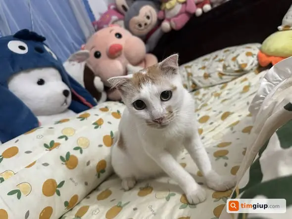 Tìm mèo đực tên Cam lạc tại Hoàng Công Chất, Phú Diễn