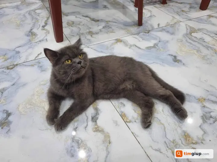 Tìm mèo anh lông ngắn lạc tại Thanh Xuân, Hà Nội