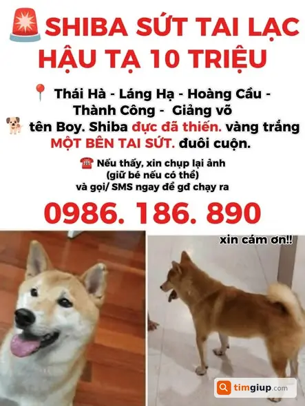 Tìm Chó Shiba Vàng Trắng Sứt Tai Thất Lạc Khu Vực Thành Công