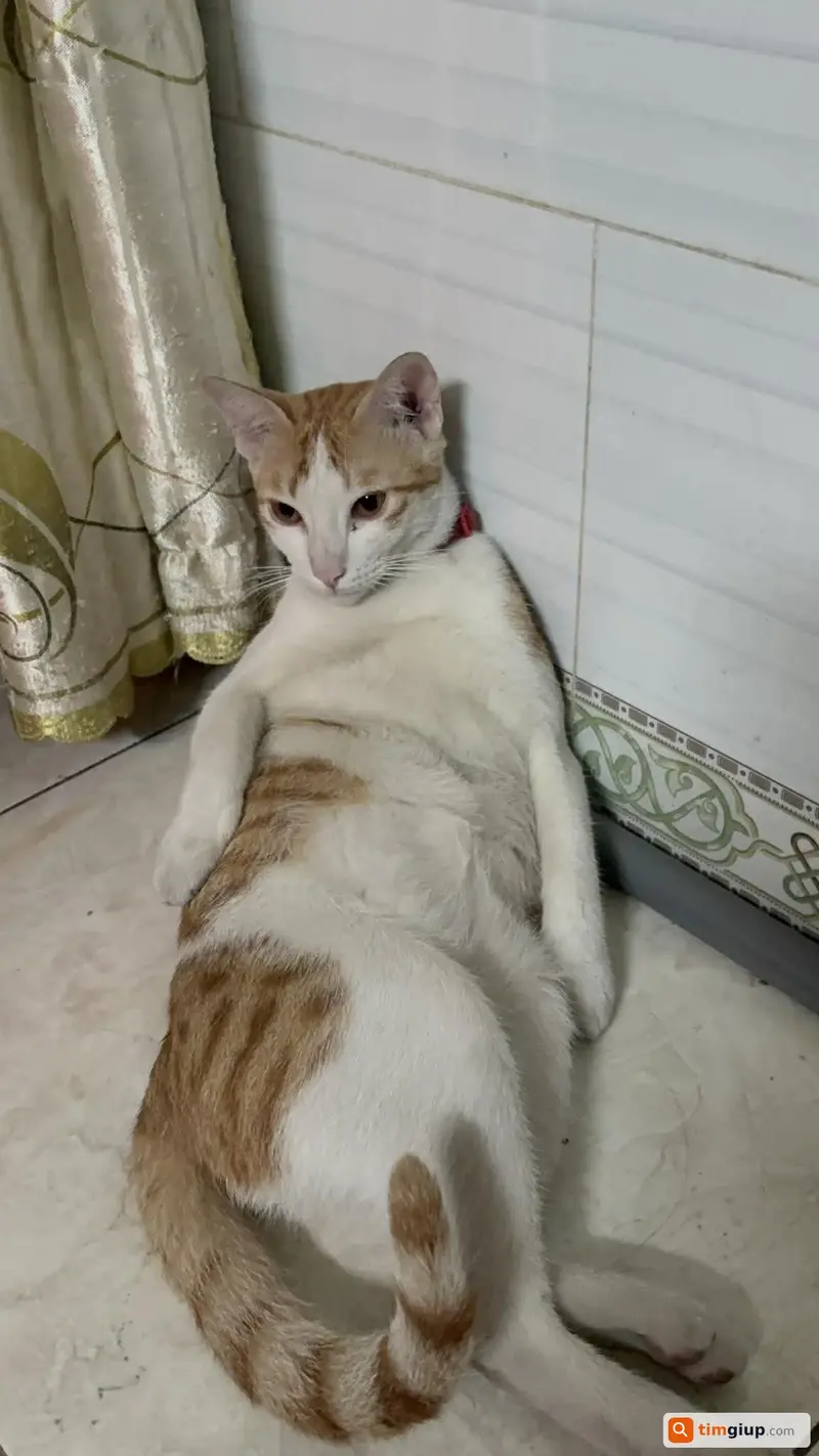 Tìm mèo ta tên Suri thất lạc tại Bình Tân, TP. Hồ Chí Minh