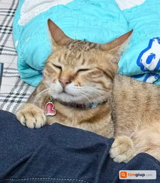 Ảnh 2