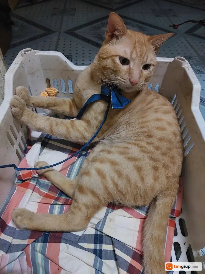 Tìm mèo ta màu cam tên Gừng lạc tại Ngọc Khánh Hà Nội