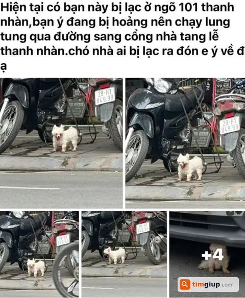 Tìm Chó Thất Lạc 11 Năm Tuổi Tại Khu Vực Thanh Nhàn, Hà Nội